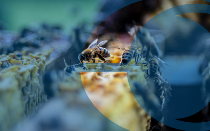 Nature Repair Market Is (Almost) Go! What Does It Mean for Landholders?