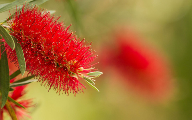 South Australia Pioneers The Way Forward For Biodiversity Protection With New Laws