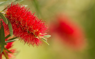 South Australia Pioneers The Way Forward For Biodiversity Protection With New Laws